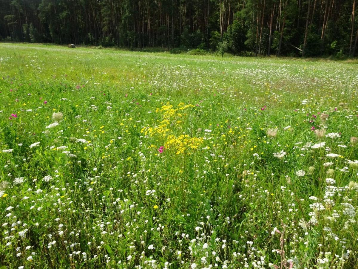 Ferienanlage Waschbaer Country Templin Buitenkant foto